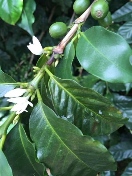 Environmentally Friendly Coffee Roaster